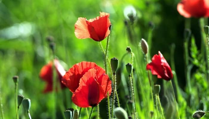 An up-close look at red poppy flowers in full bloom.