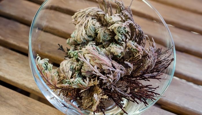 A Rose of Jericho just beginning to open in a clear-glass bowl.