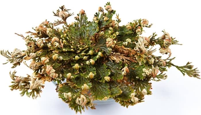 A rehydrated Rose of Jericho on a white background.