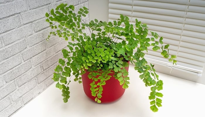 A Southern maidenhair fern on counter in front of window with closed blinds.