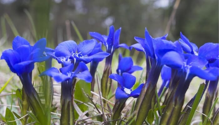 Bright blue flowers of the spring gentians plant.