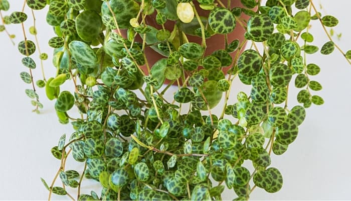 The lower portion of a string of turtles plant showing the cascading leaves that resemble turtle shells.