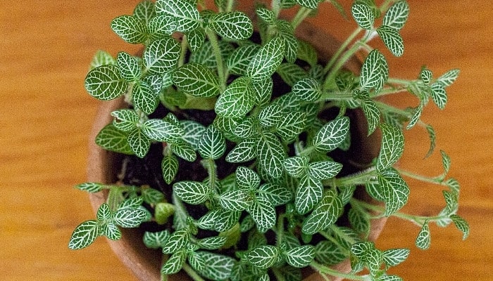 A nerve plant in a terra cotta pot viewed from above.