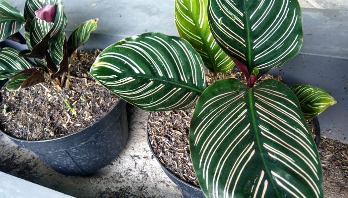 Two Calathea ornata plants in pots - one large and one small.