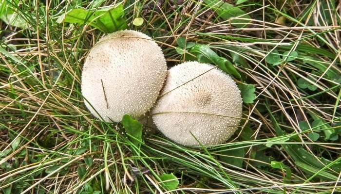 Two common puffball mushrooms growing nestled in the grass.