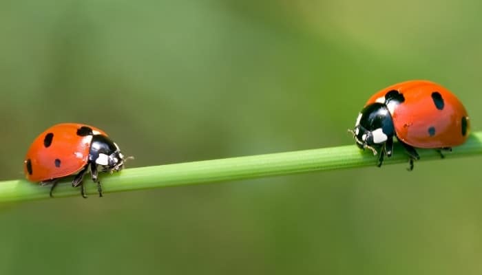 Two ladybugs walking toward each other along a plant stem.