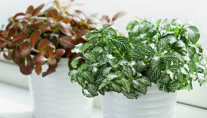 Two nerve plants, one red and one green, enjoying the light on a bright window sill.