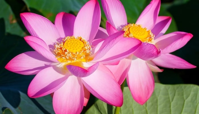 Two pink Russian lotus flowers with yellow centers.
