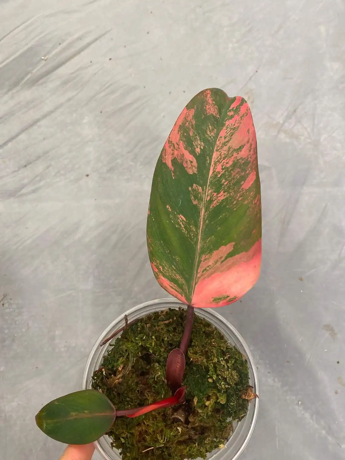 Highly Variegated Rooted Strawberry Shake Philodendron