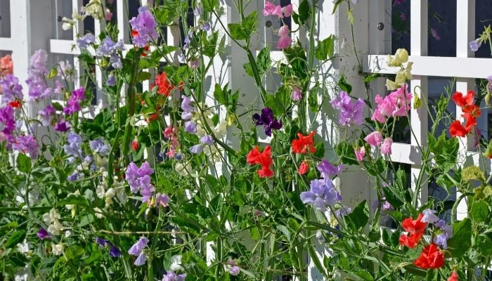 A colorful mix of sweet pea flowers climbing up a white garden trellis.