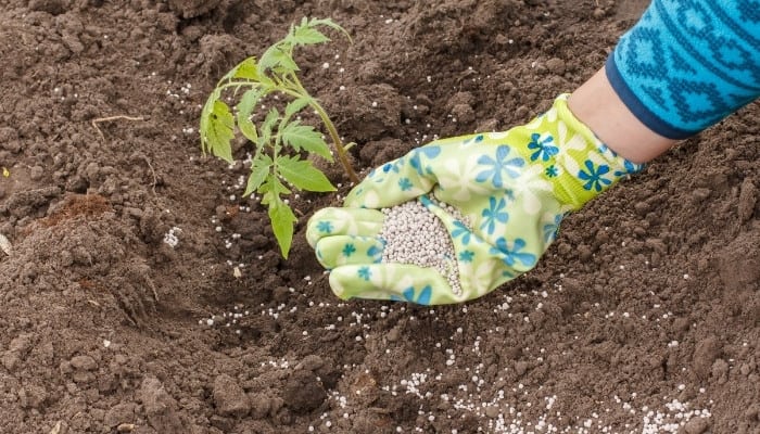 A woman with gloved hand spreading granular fertilizer around young tomato plants.