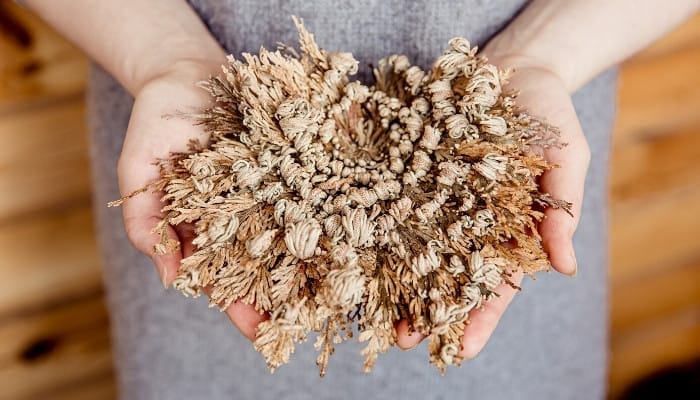 A woman holding an open but not yet green Rose of Jericho in her hands.