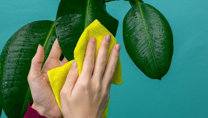 A woman using a soft, yellow cloth to wipe off a plant's leaves.