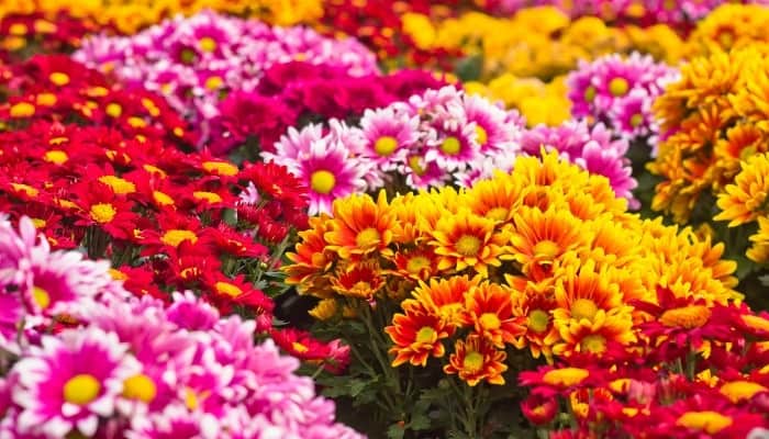 A multitude of colorful chrysanthemums in full bloom.