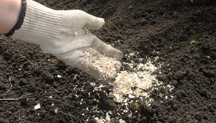 A woman's gloved hand spreading crushed eggshells over garden soil.