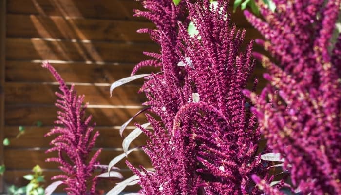 Close-up look at Amaranthus cruentus growing in front of a wood-slat garden wall.