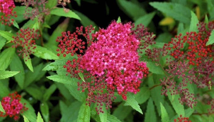 A pink Anthony Waterer spirea just beginning to burst into bloom.