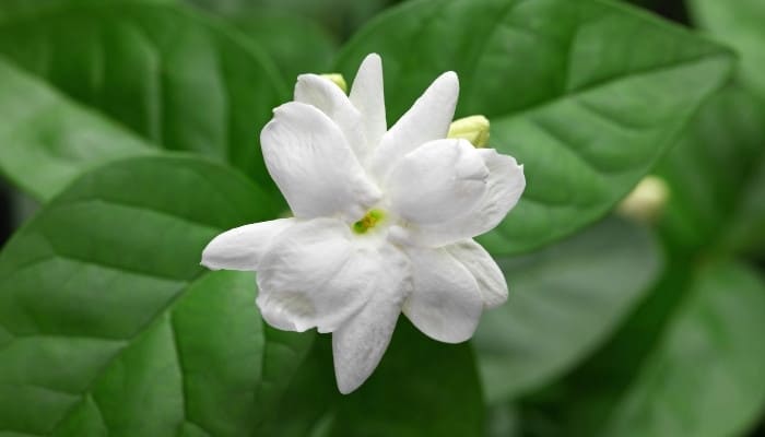 The beautiful white flower of Arabian jasmine.