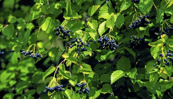 The branches of arrowwood viburnum being weighed down by blue berries.