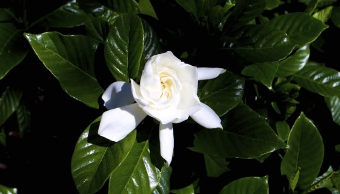 A single flower on an August Beauty gardenia bush.