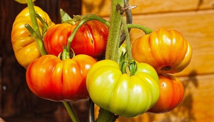 Several very large beefsteak tomatoes ripening on the vine.