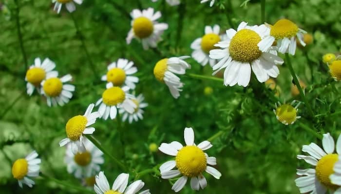 Close-up look at several chamomile plants blooming happily outdoors.