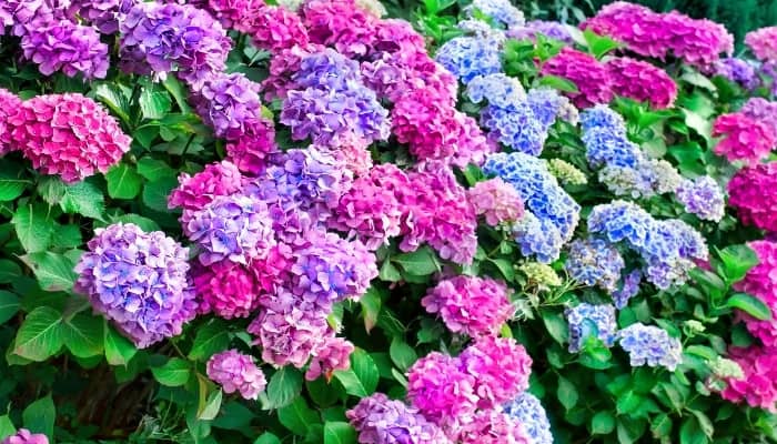 Various shades of blue and purple hydrangea flowers.