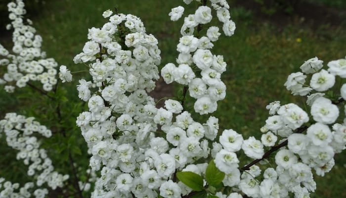 A large bridal wreath spirea bush covered with white double flowers.