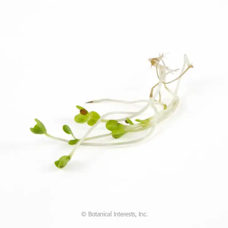 Broccoli Sprouts Seeds - Botanical Interests