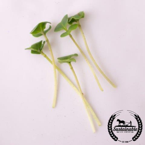 Broccoli Sprouting Seeds - TrueLeafMarket