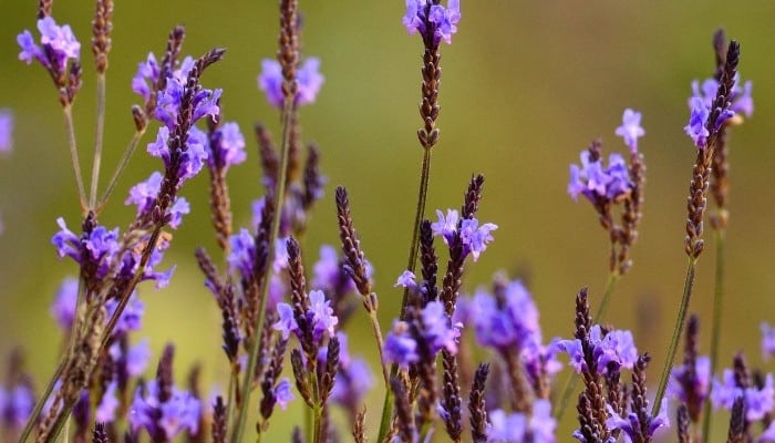 A close-up view of the flowers of Canary Island lavender.