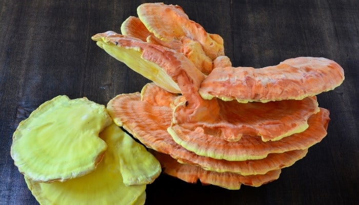 Chicken of the woods mushrooms on a wood table, cleaned and ready to be cooked.