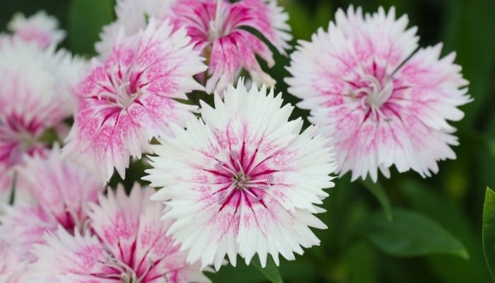 A close-up look at China pink dianthus.