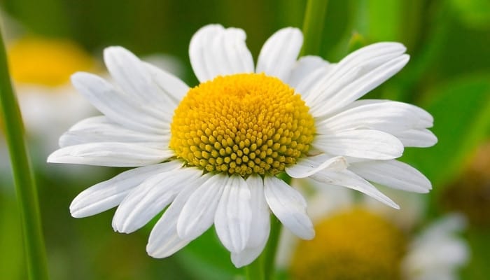 Close-up view of a single chamomile flower growing wild outdoors.