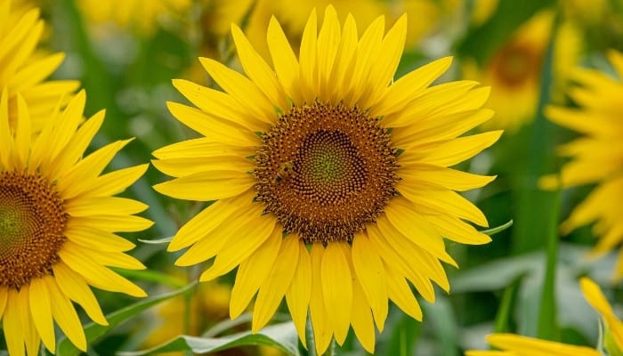 A close-up look at several large sunflowers.
