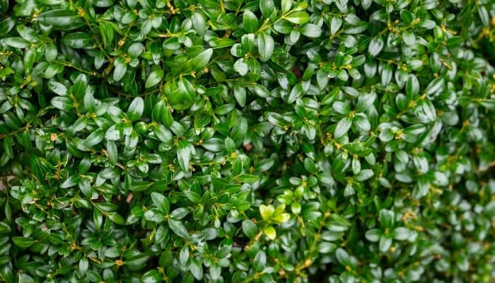 An up-close look at the foliage of the common boxwood.