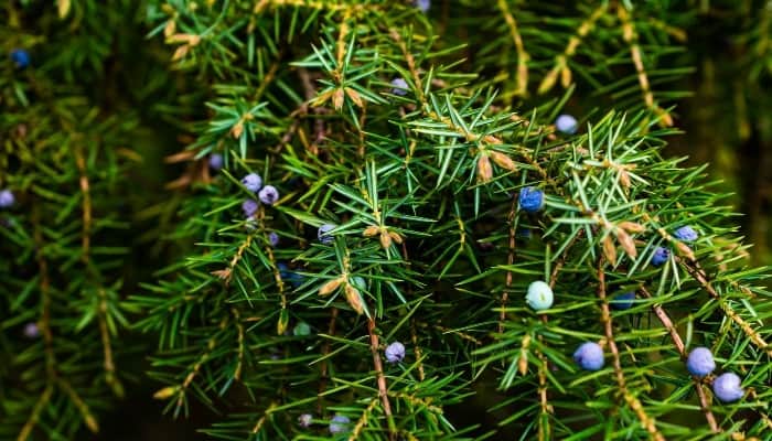 The common juniper bush with several berries in the ripening stage.