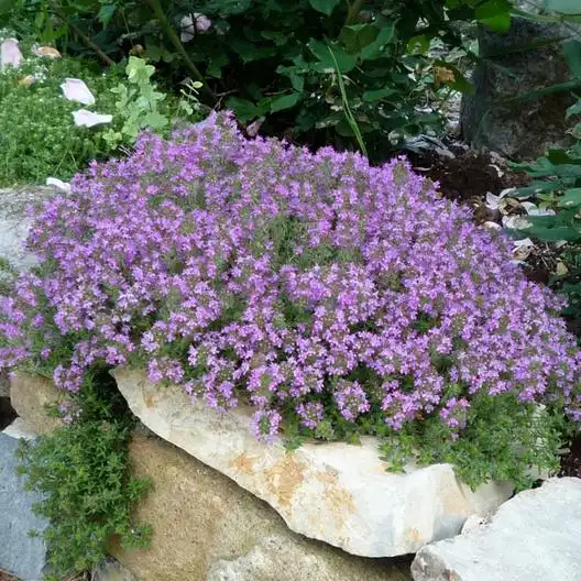 Creeping Thyme Seeds | Eden Brothers
