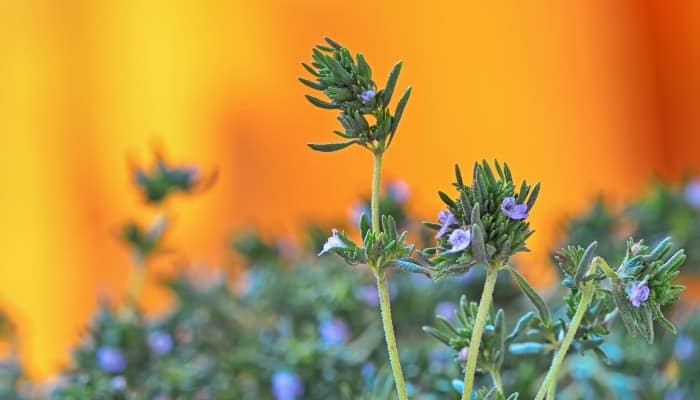 Creeping Thyme Seeds: Where To Buy The Best & Top Care Tips