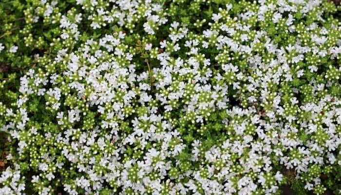 A creeping thyme plant in full bloom with small white flowers.