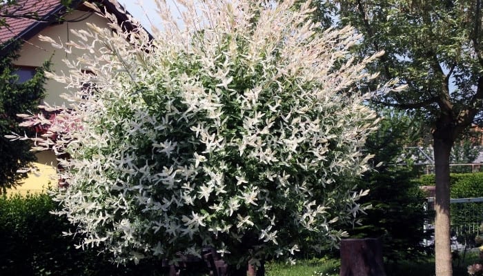 A large, healthy dappled willow tree growing in a yard with a house in the background.