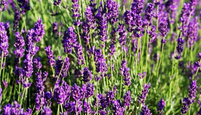 A mature lavender plant in full bloom with dark-purple flowers.