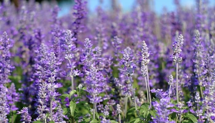 Multiple blooms of fernleaf lavender growing in a field.