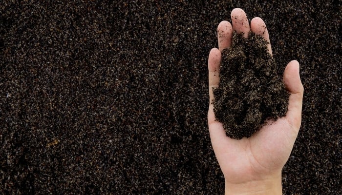 Dark, fertile compost on ground and in the palm of a man's hand.