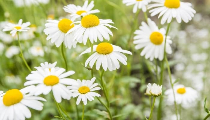 Chamomile plants in full bloom in a garden.