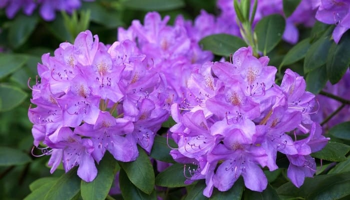 Exquisite purple blooms on a mature rhododendron shrub.