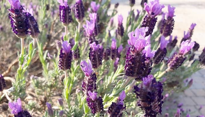 A close-up look at the blooms of the French lavender plant.