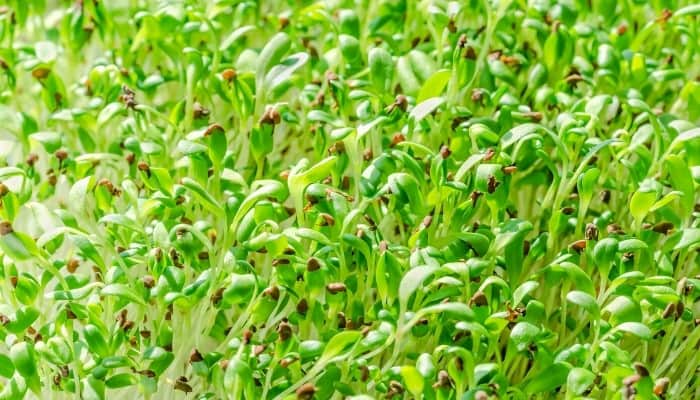 Alfalfa Seeds: Where To Buy + Germinating & Care Tips