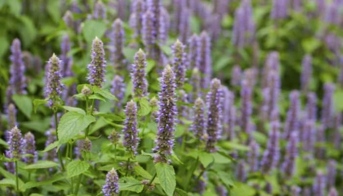 Hyssop Seeds: Where To Buy Online, Best Varieties, & Growing Tips