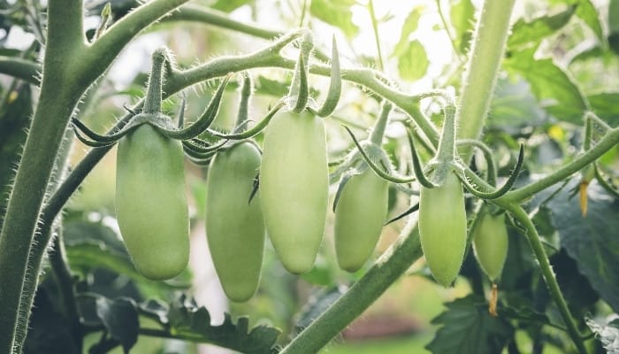 Green San Marzano tomatoes growing on the vine with bright sunlight shining behind them.